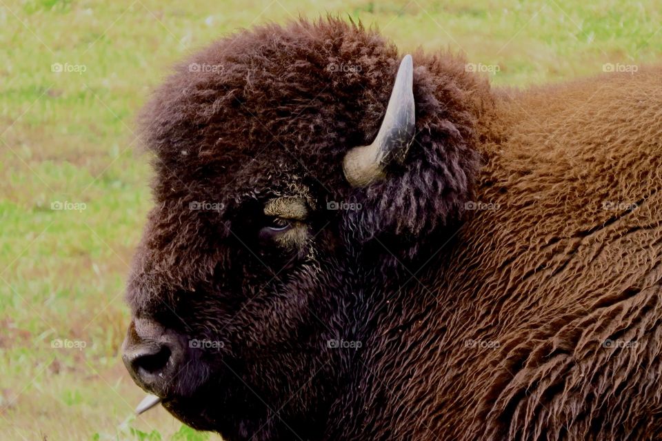 Bison close up with tongue sticking out