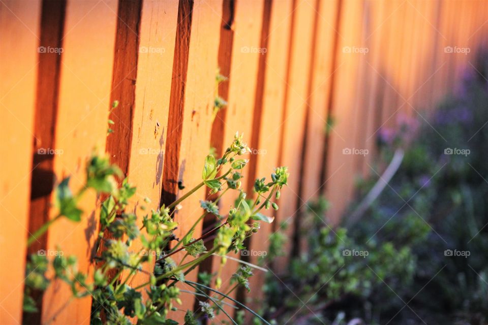 weeds and flowers coming out of a wooden fence