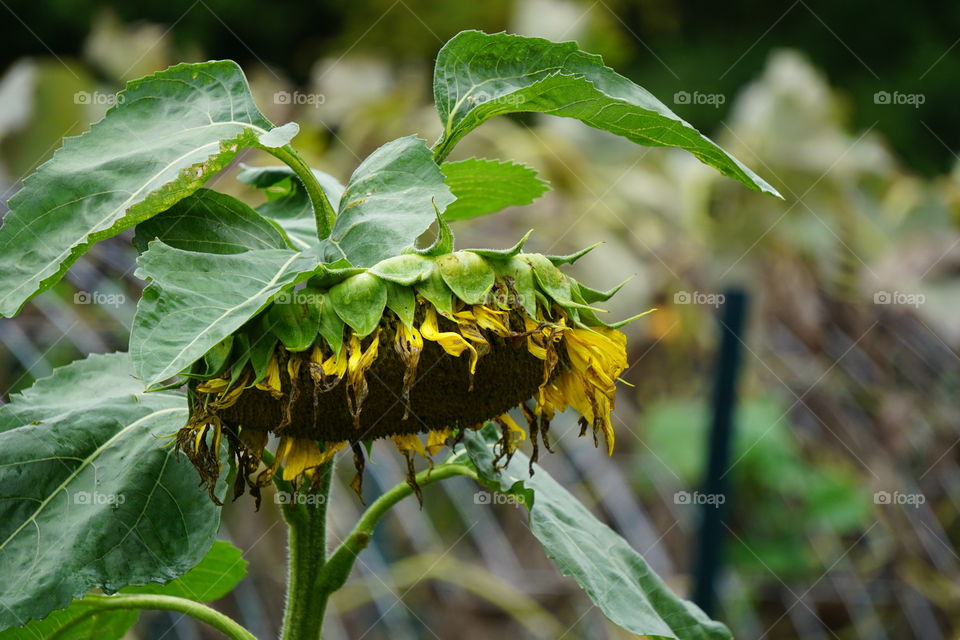A droopy sunflower. 