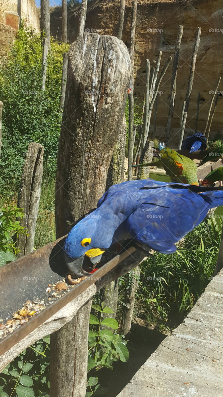 Bird, Nature, No Person, Wood, Outdoors