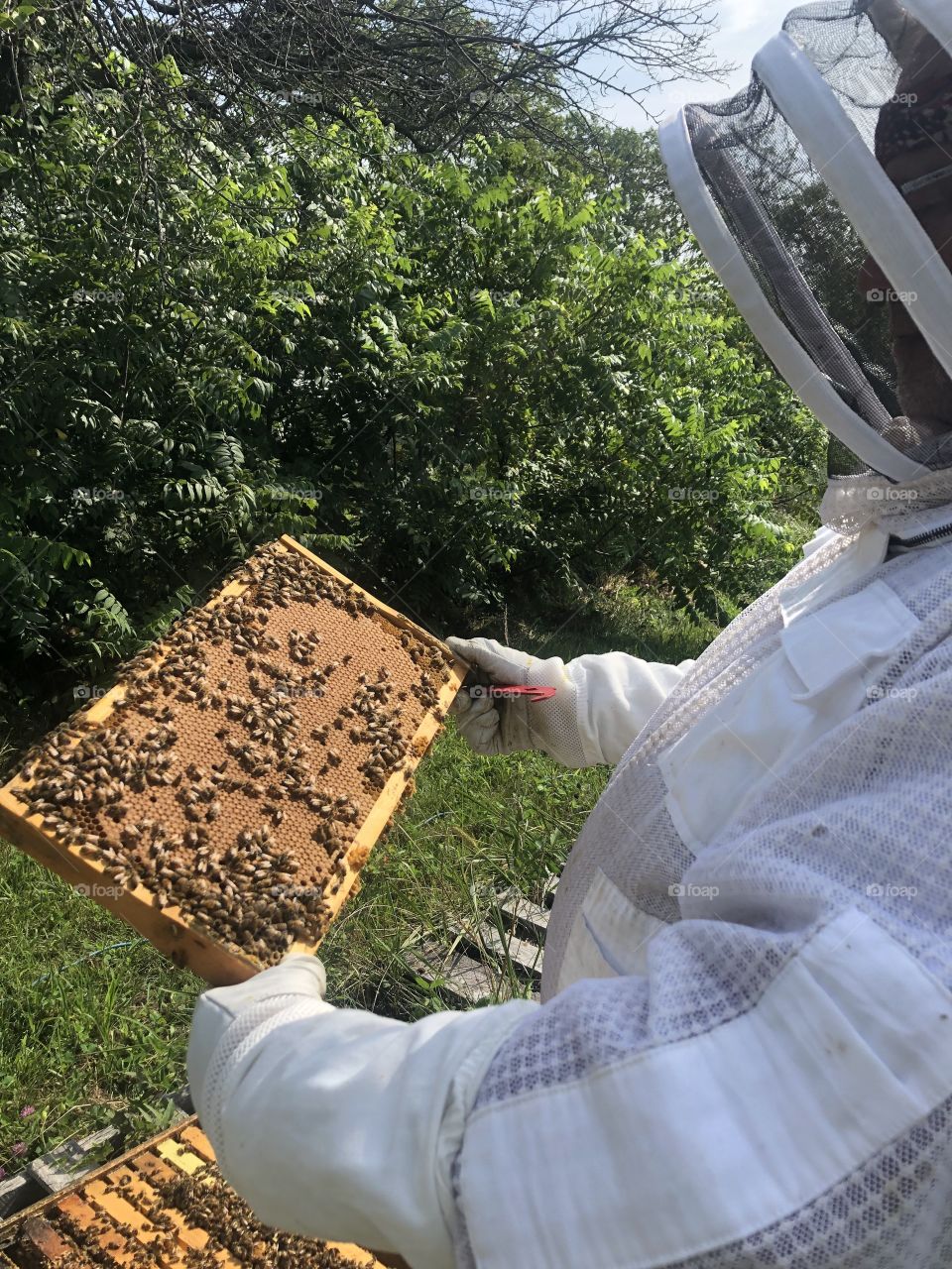 Brood, brood comb, capped brood, Frame, plastic foundation, foundation, wax, bees, bee, beekeeper, Beekeeping, veil, apiary, wood, pallet, bee suit, gloves