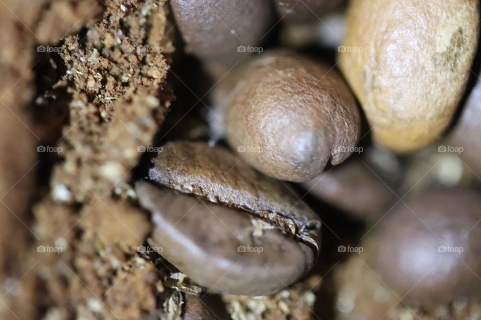 Coffee beans and ground coffee