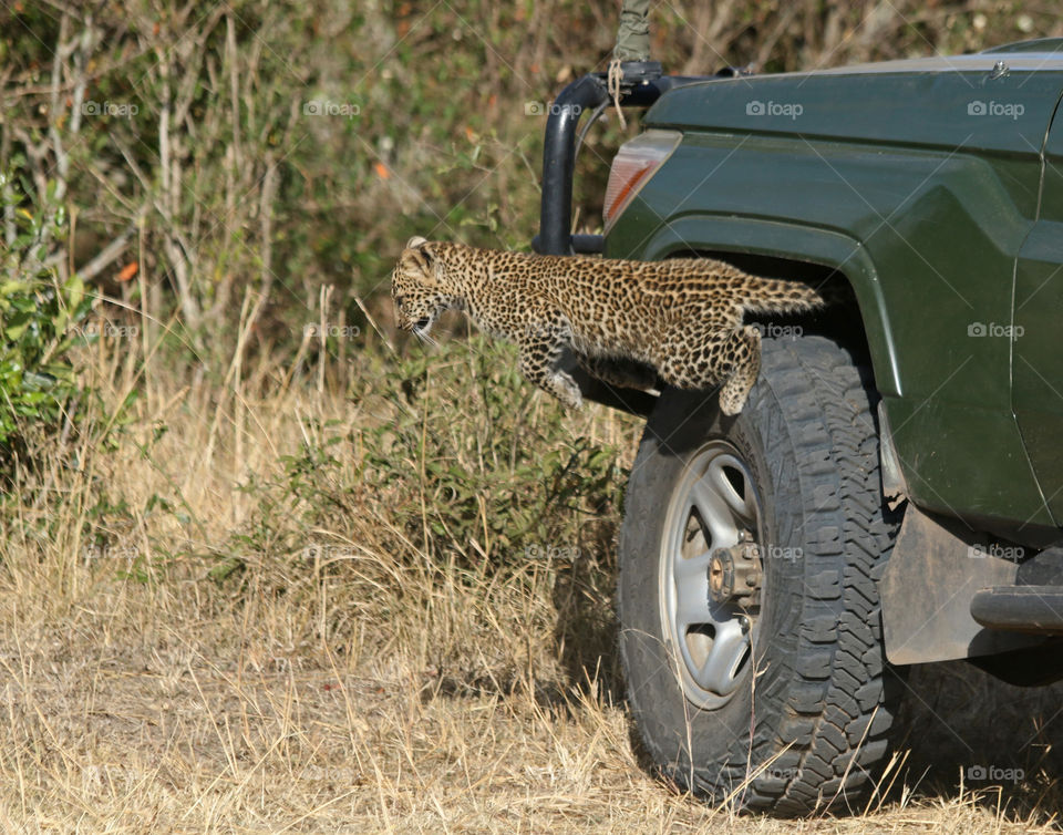 Baby Leopard jumping from a car's wheel