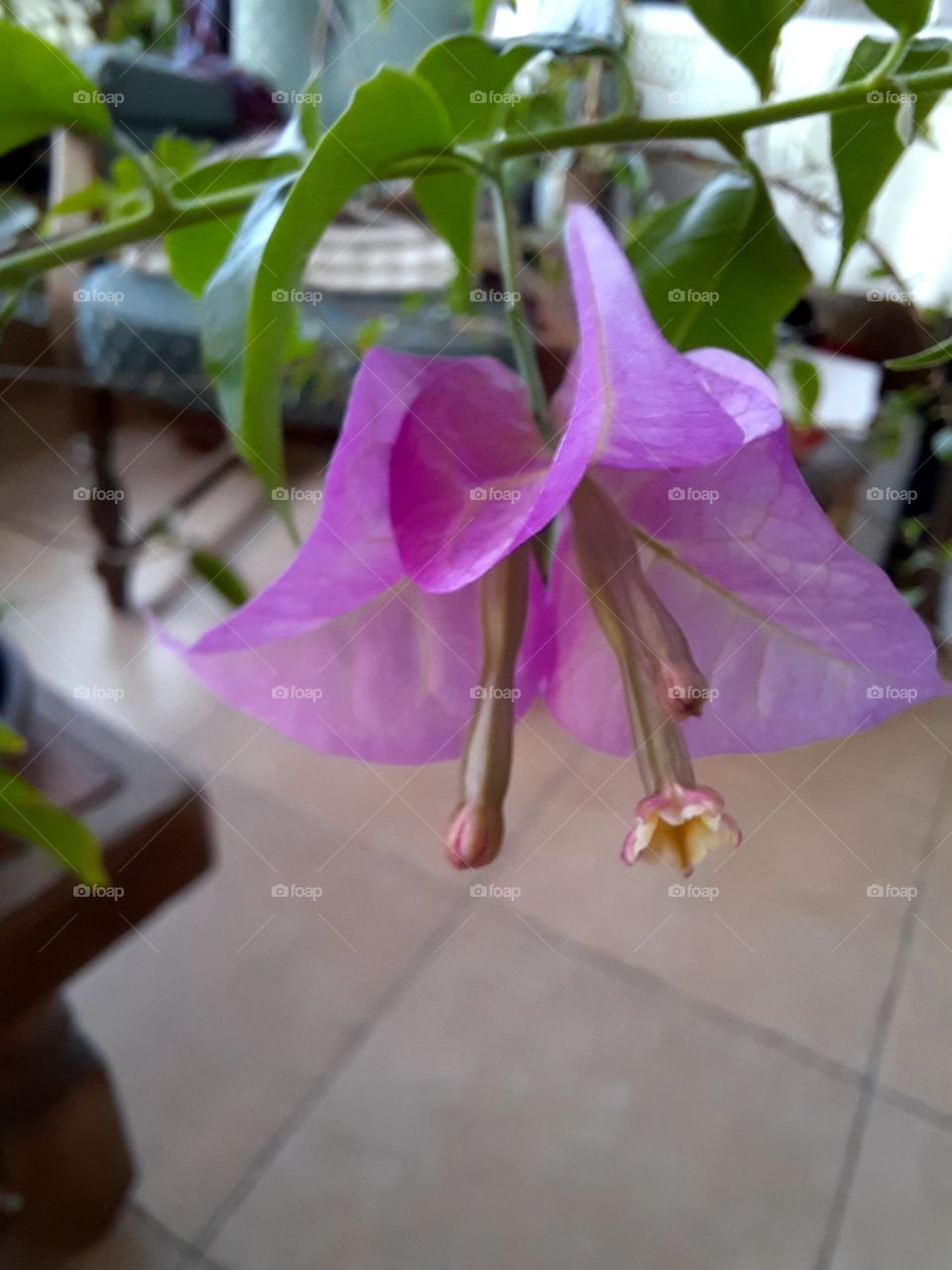 New purple  flower of bougenvilla in conservatory