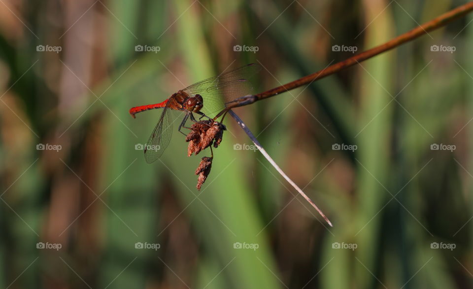 Dragonfly