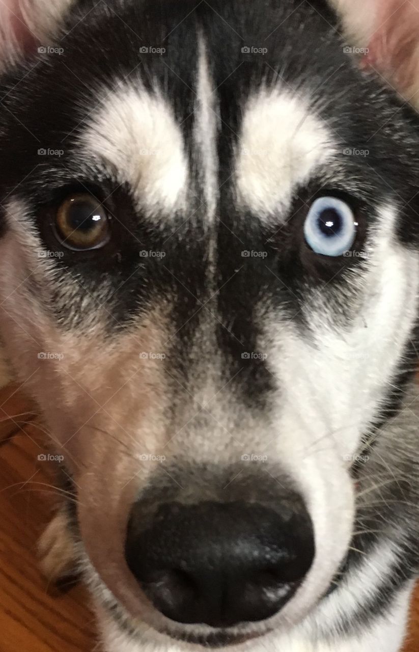Husky with piercing eyes