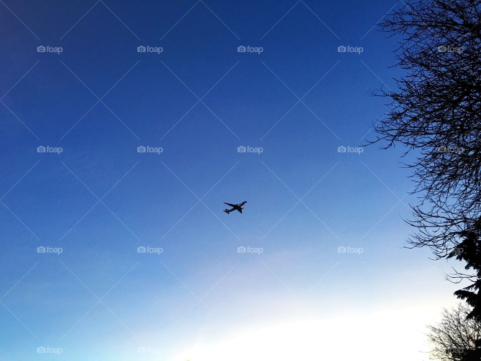Sky, Flight, Airplane, Bird, No Person
