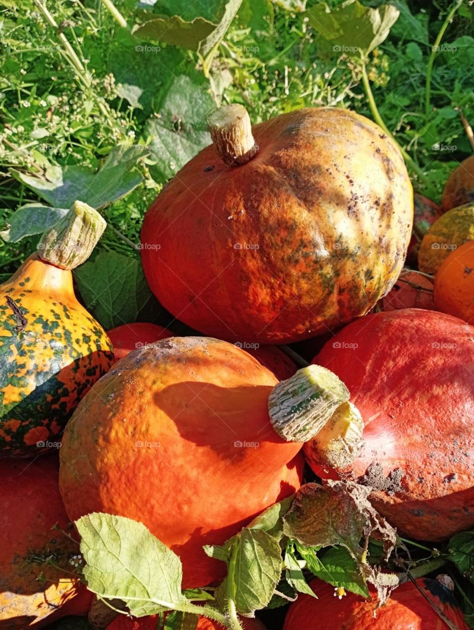 geometry series circle