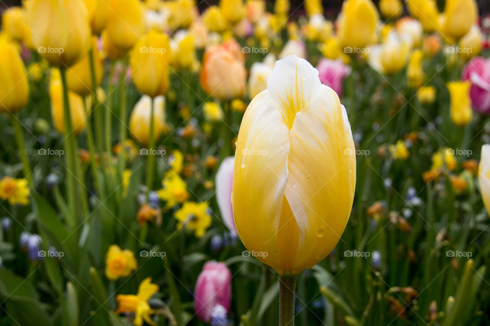 Spring tulips 