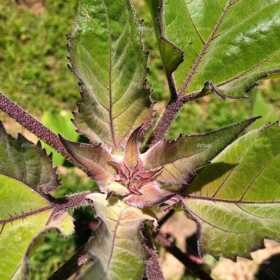 Sunflower about to emerge