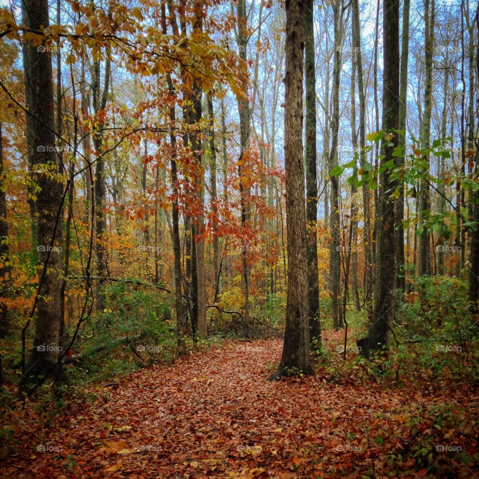 Forest strolls can be pleasant when Autumn arrives 