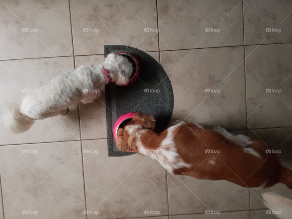 two dogs eating a meal