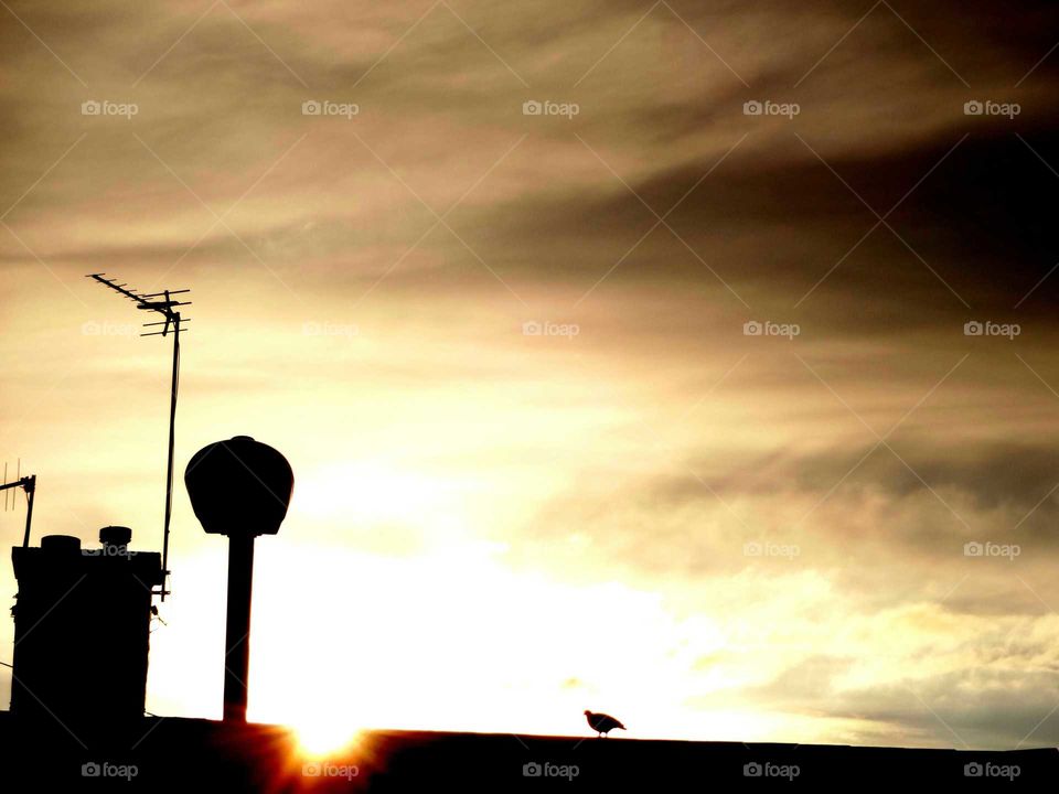 lonly bird at sunset. lonely dove  watching the sunset