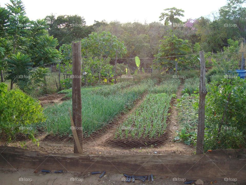 Garlic, coriander and onion in flowerbeds in the vegetable garden