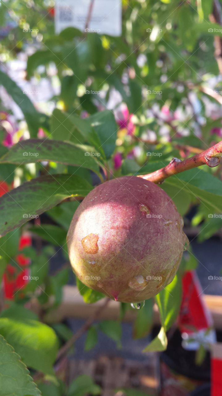 nectarine fruit tree
