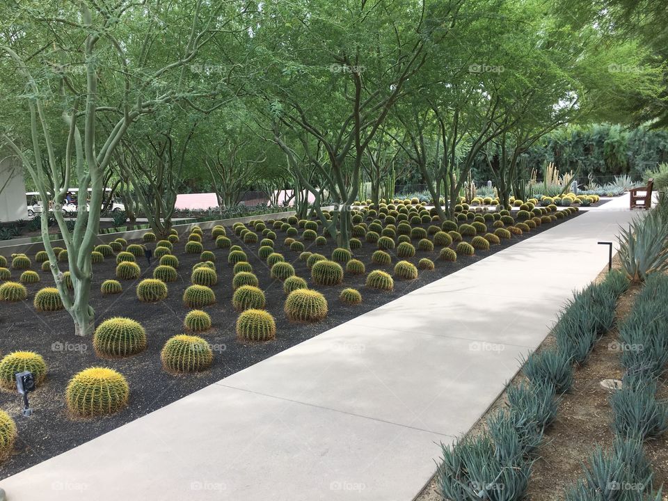 Summer in the garden