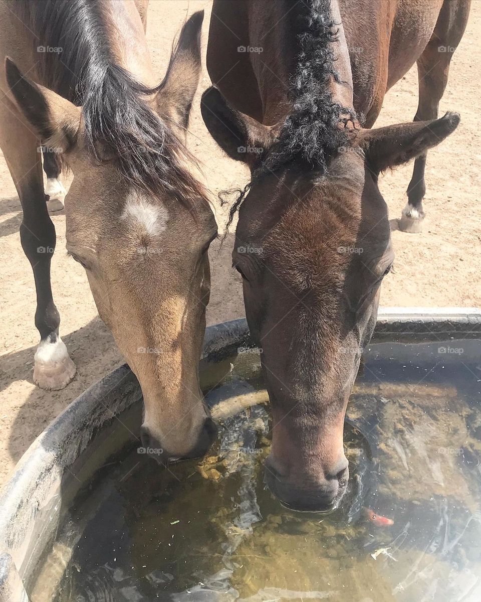 See the goldfish? 💦