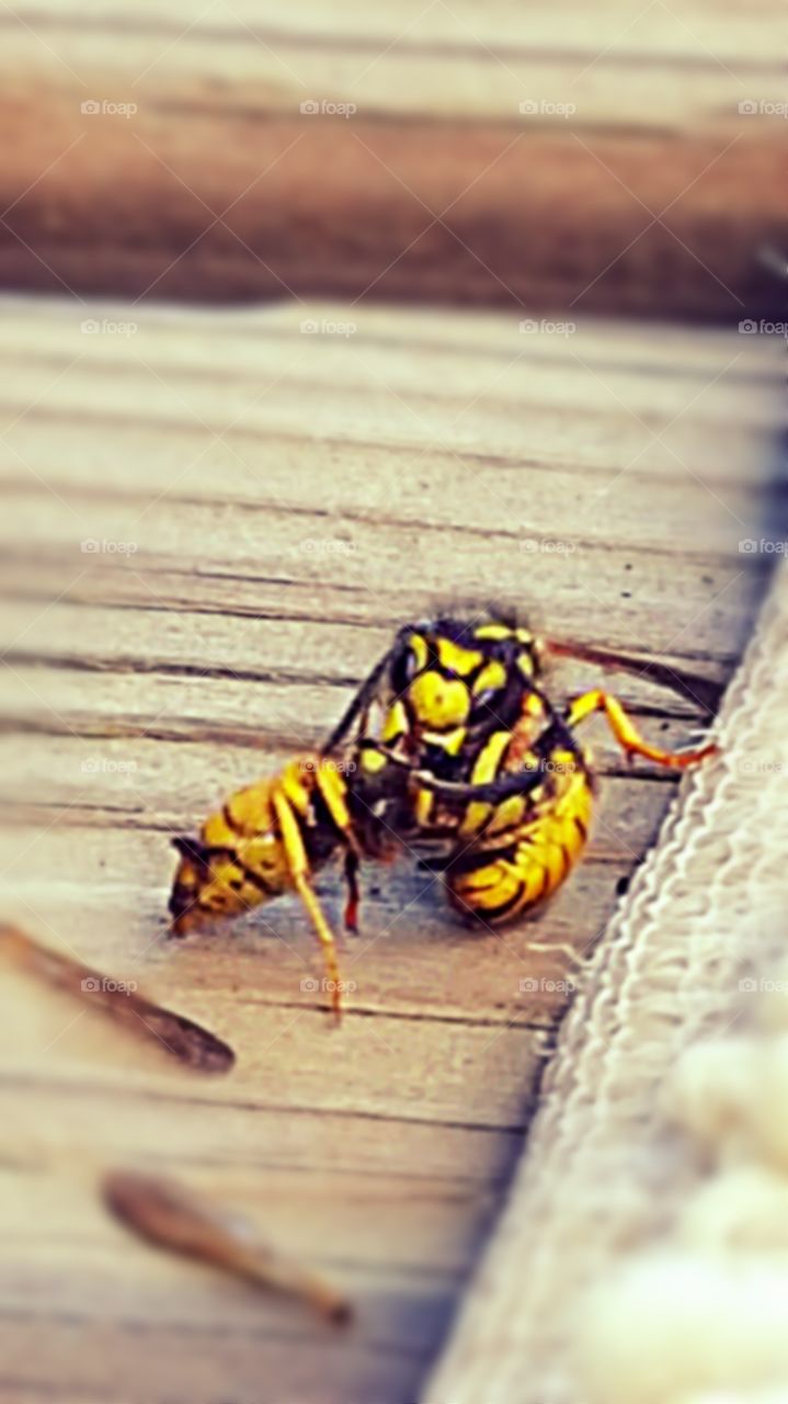 Nature, Insect, Animal, Wood, Bee