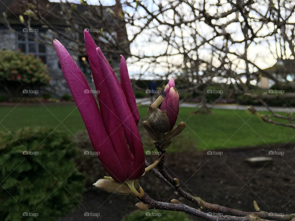 Close-up of blossom magnolia