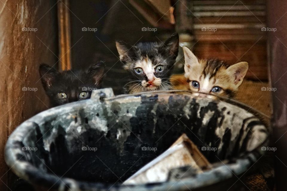 kitties in a warehouse