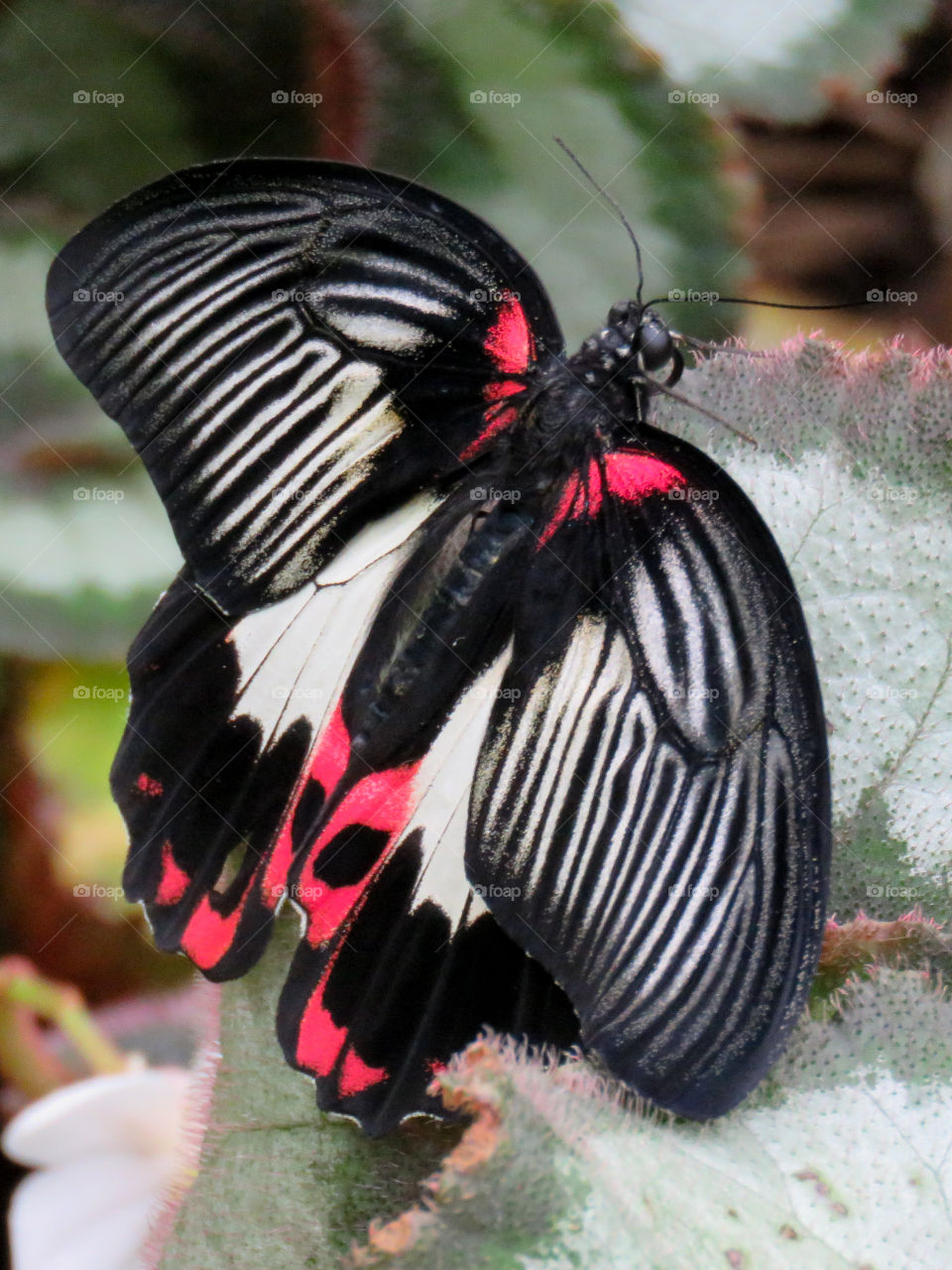batwing butterfly
