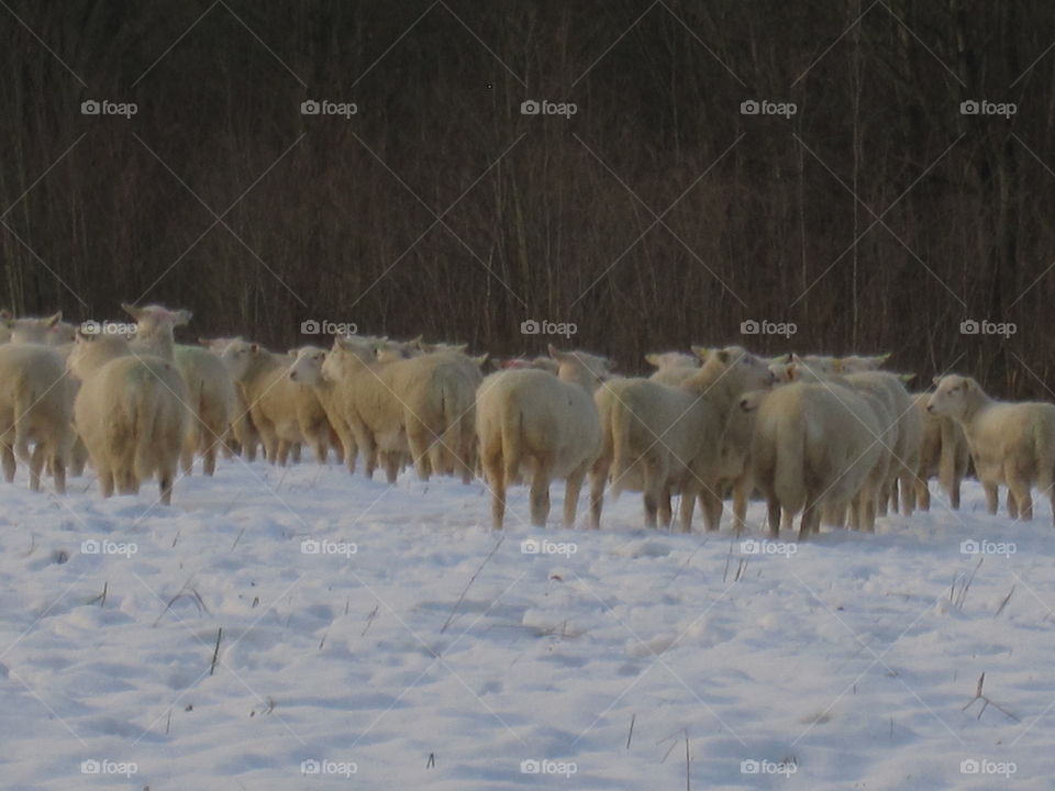 No Person, Mammal, Sheep, Winter, Outdoors