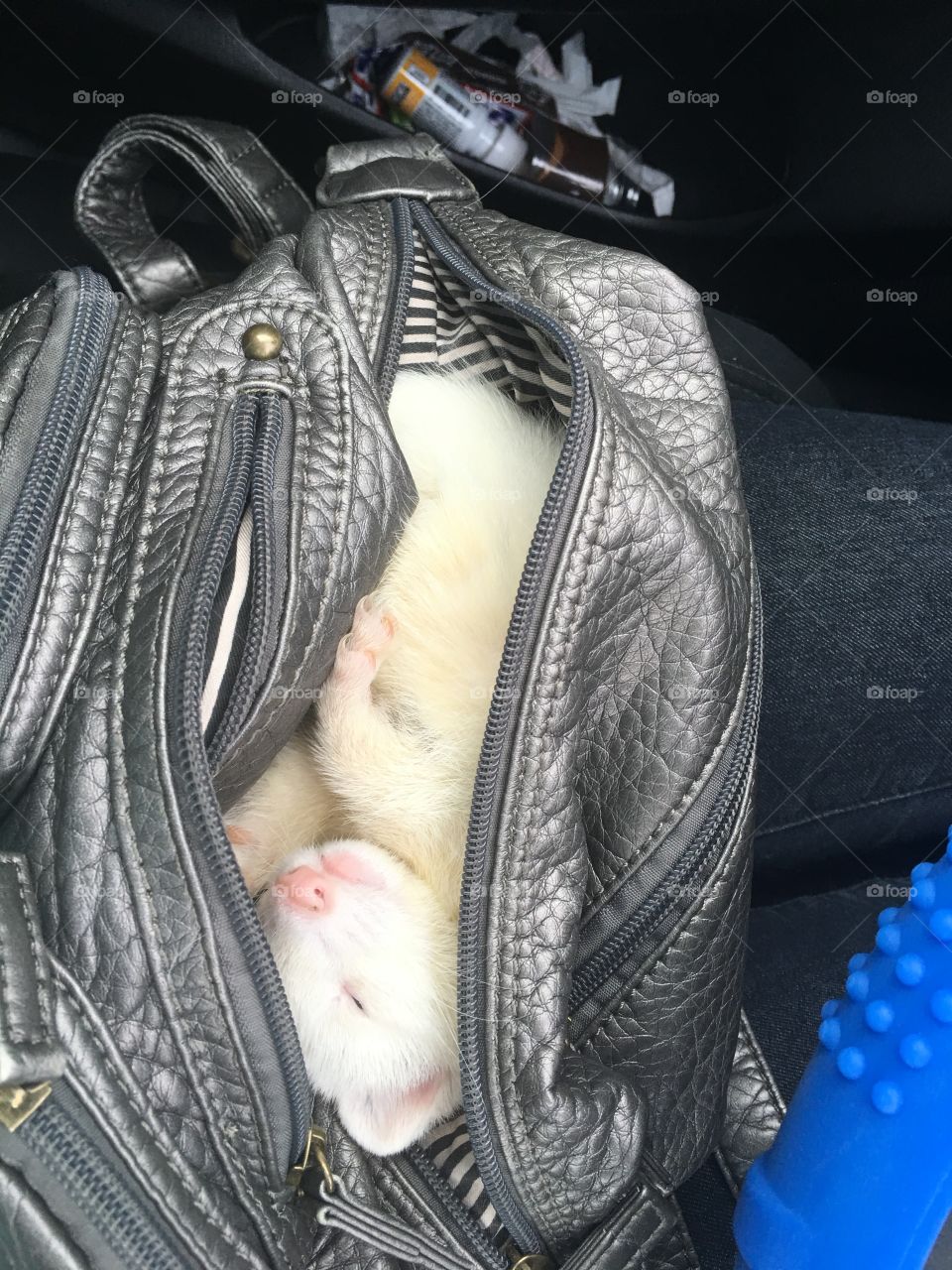 Sleeping ferret in purse