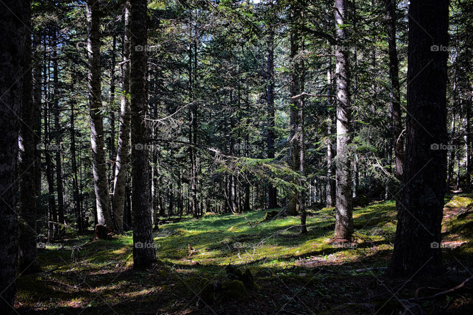 Forest in the catalan Pyrenees