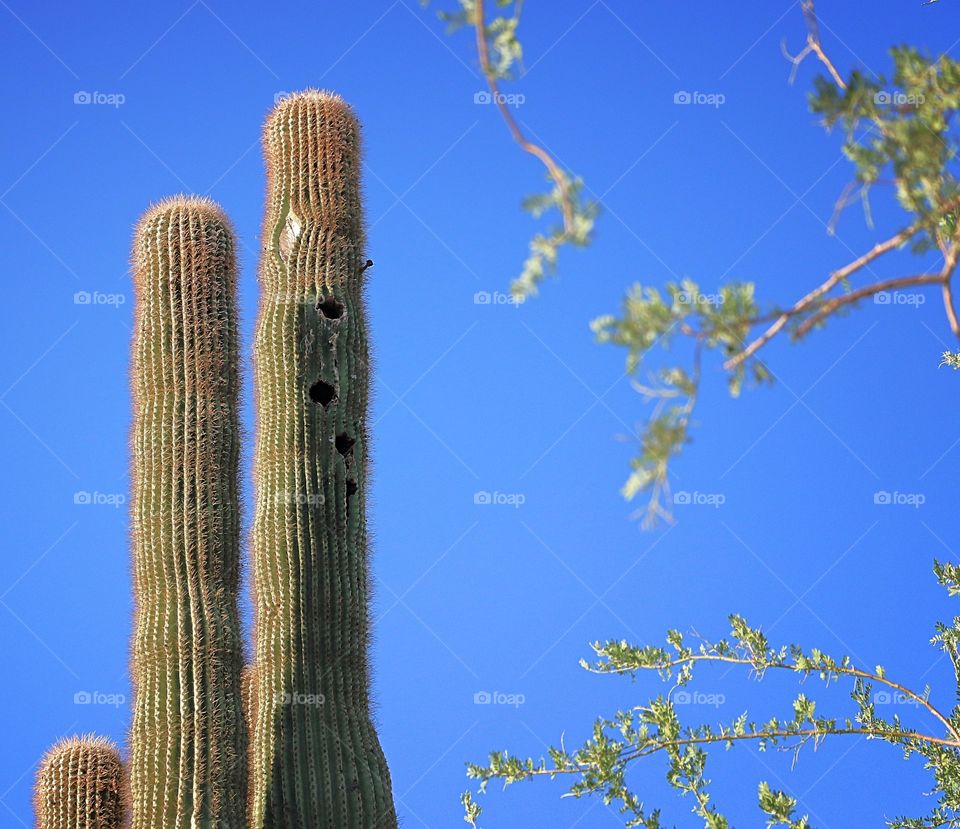 Cactus