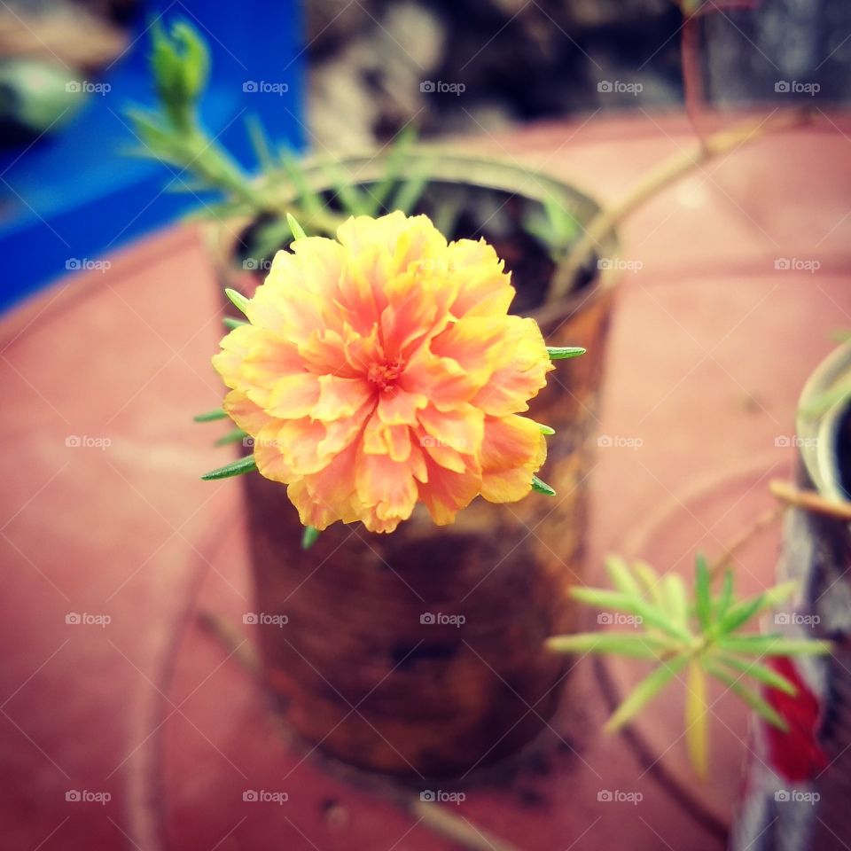 flor por la mañana