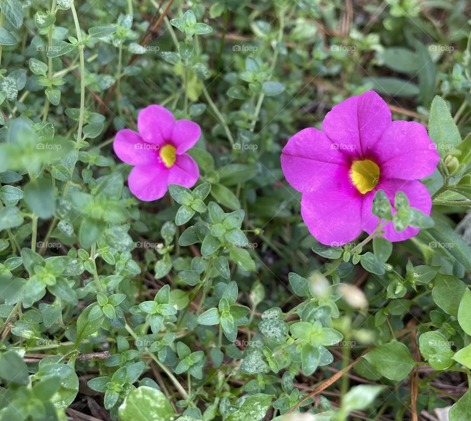 Pink and green 