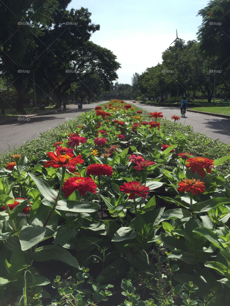 Flowers in the park