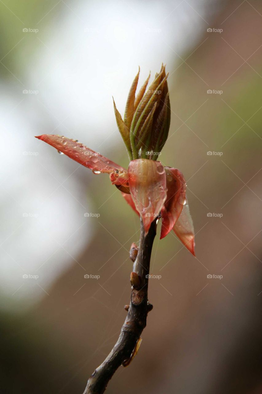 leaves released frpm their bud.