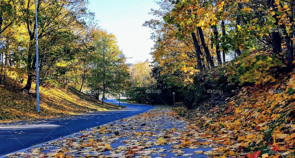 Autumn road🍁🍂 Nature 🍂🍁 Trees 🍁🍂 Outside 🍂🍁