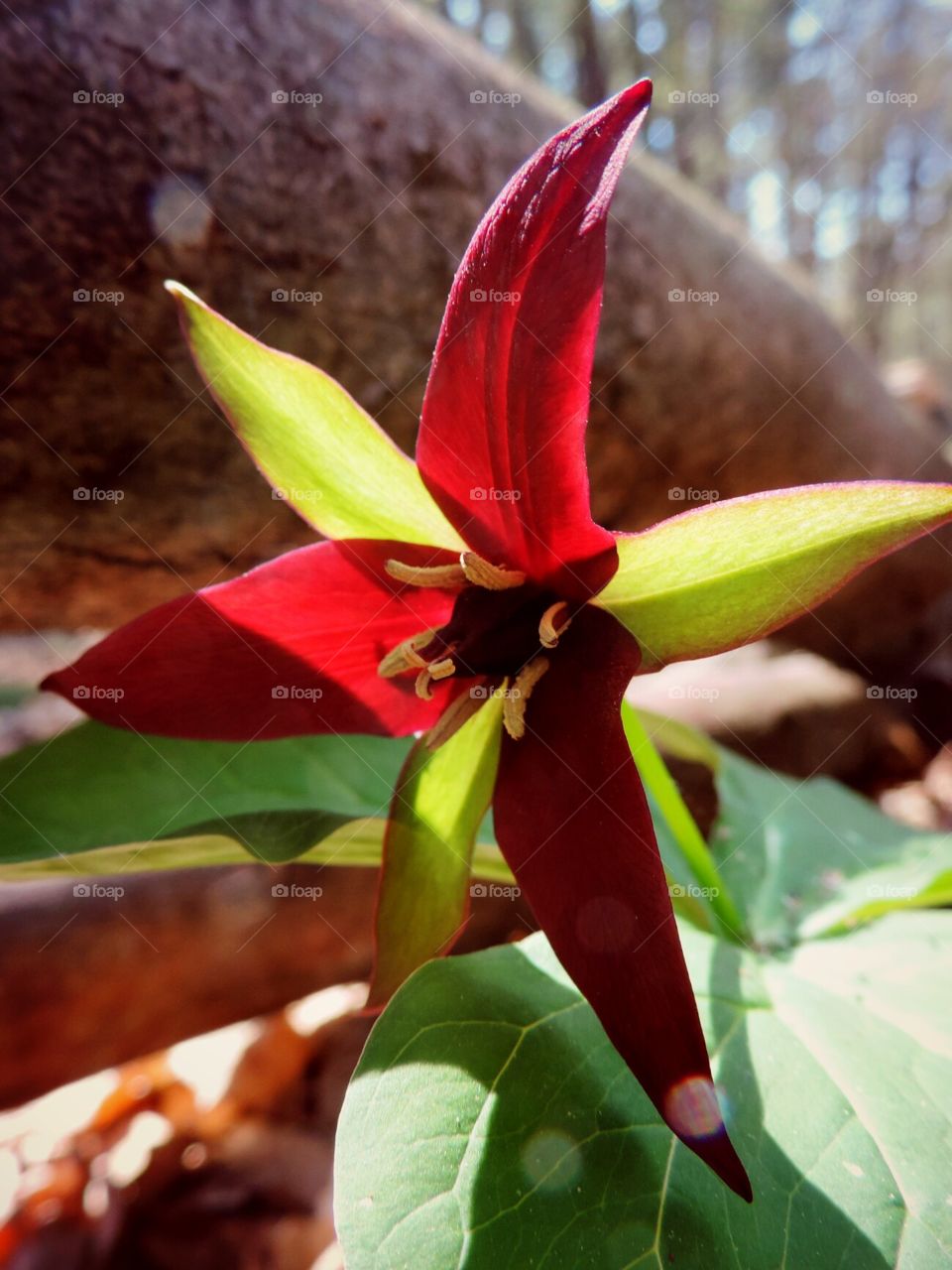 Red. A flower found in the woods