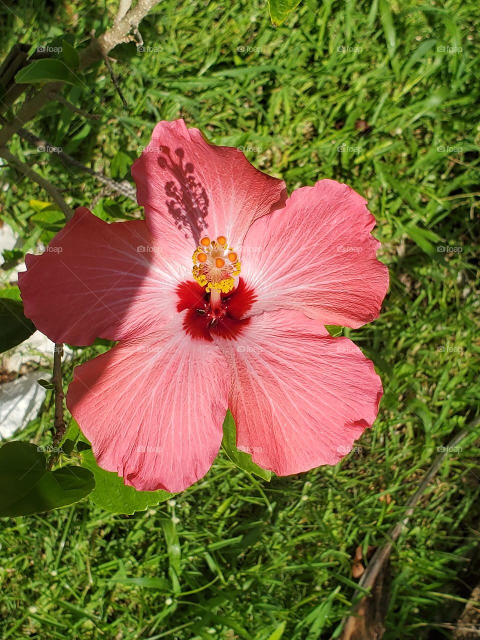 exotic hibiscus