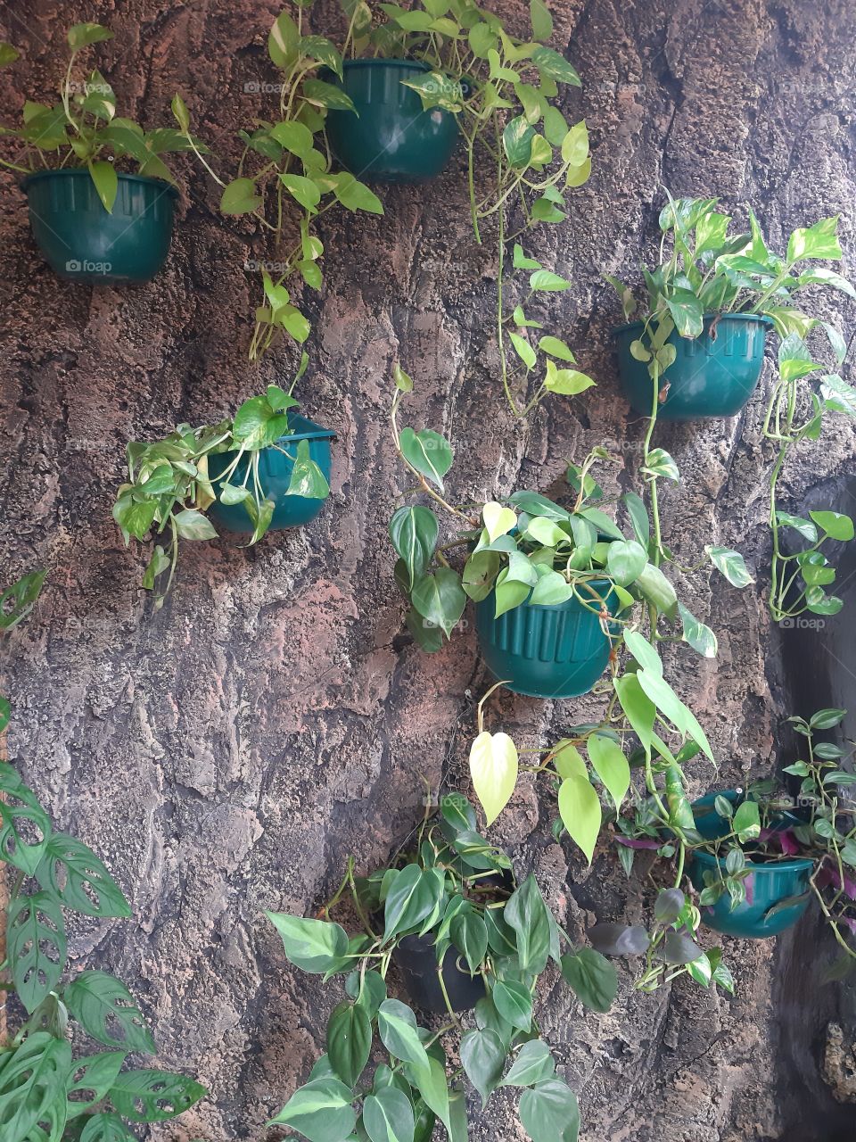 Decorative plants placed on the rocky walls