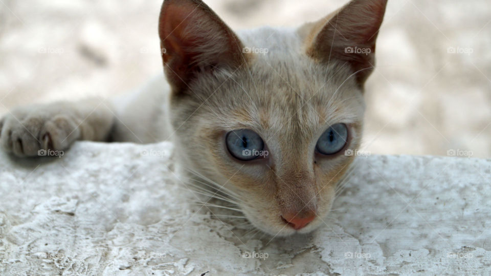 White cat with blue eyes 