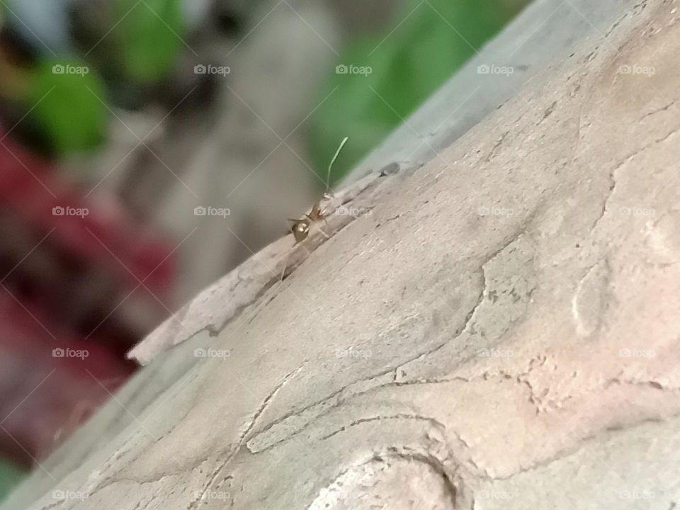 Ant on Guava Tree