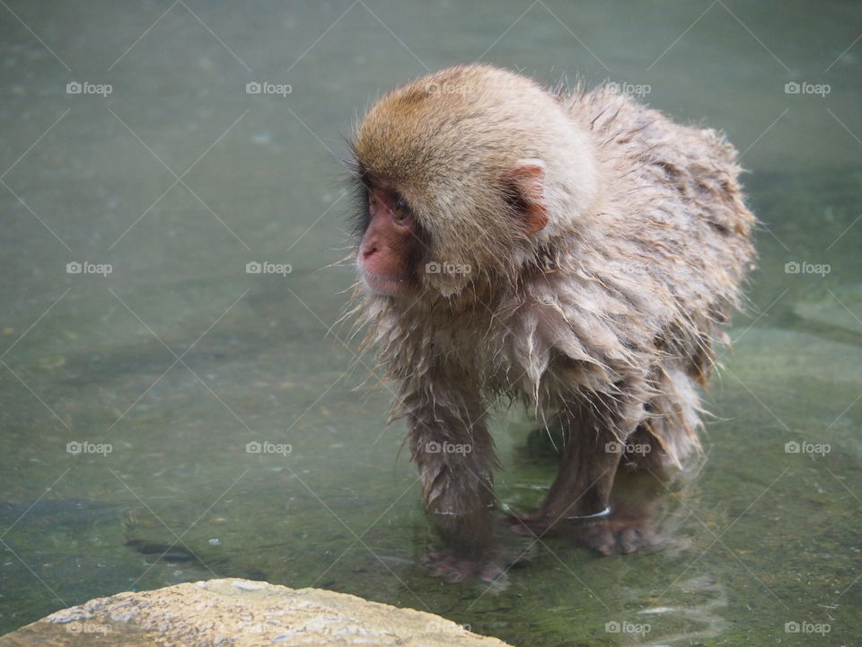 Hot spring monkey