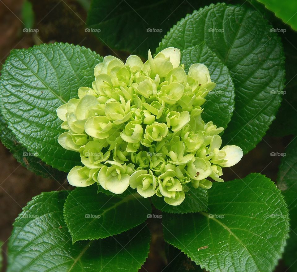 Hydrangea