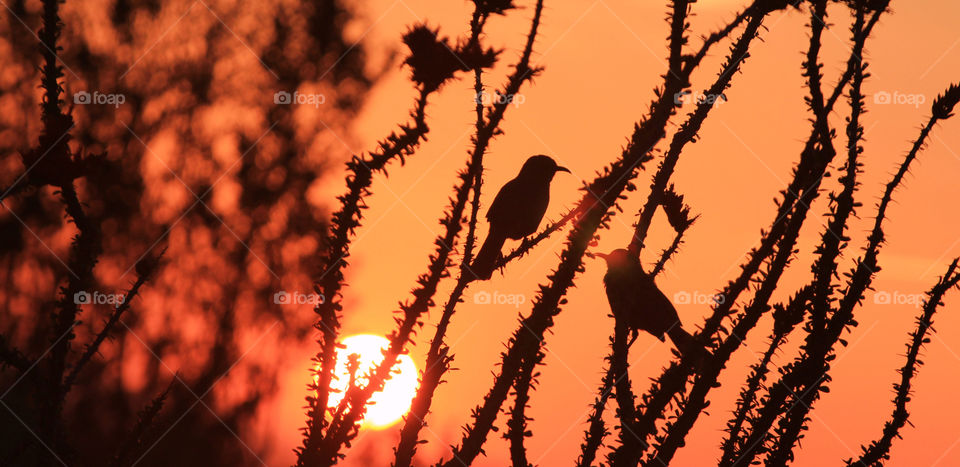 sunset birds arizona by ttrout