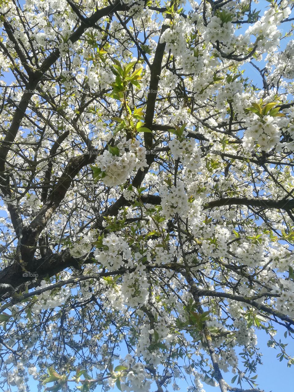 Baum Kirsche Blüte Himmel