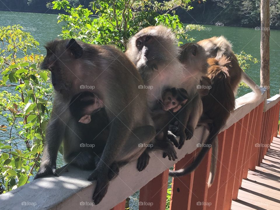 Monkey, Mammal, Primate, Ape, Wildlife