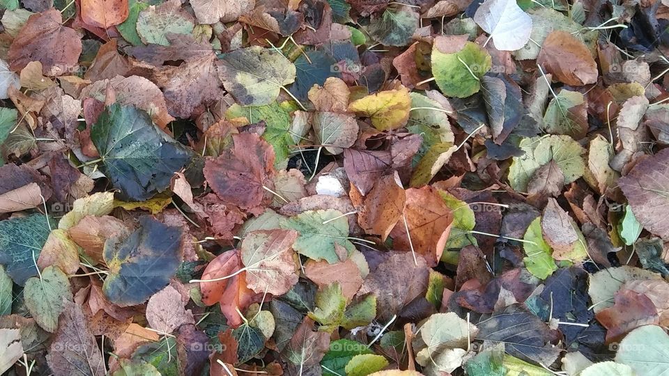 Leaves of Many Colors