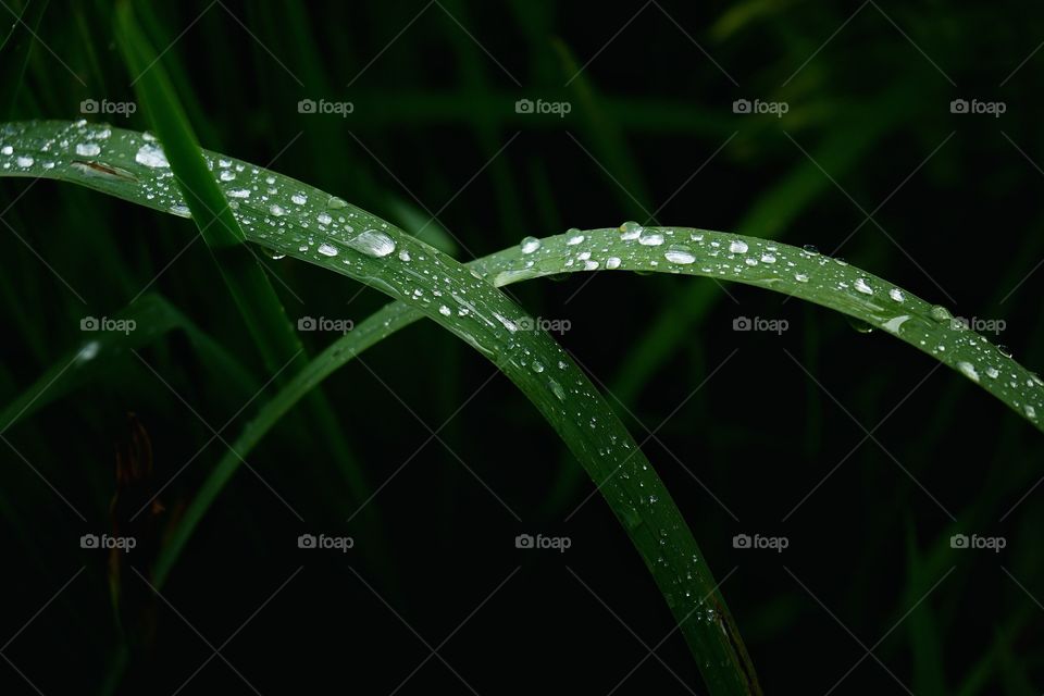 Drops water leaf color green nature leaf garden shadow Summertime macro summer beautiful nature close-up outdoors no people