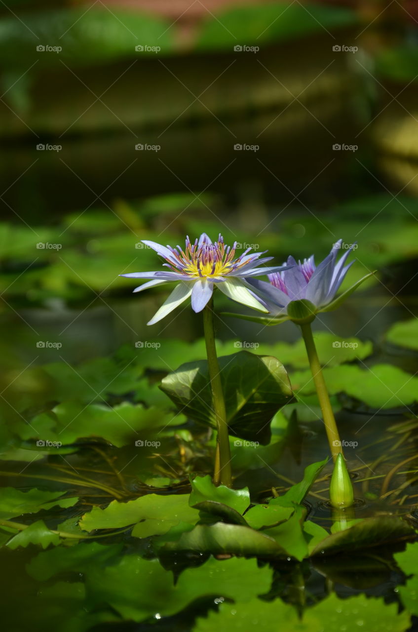 Purple water flowers