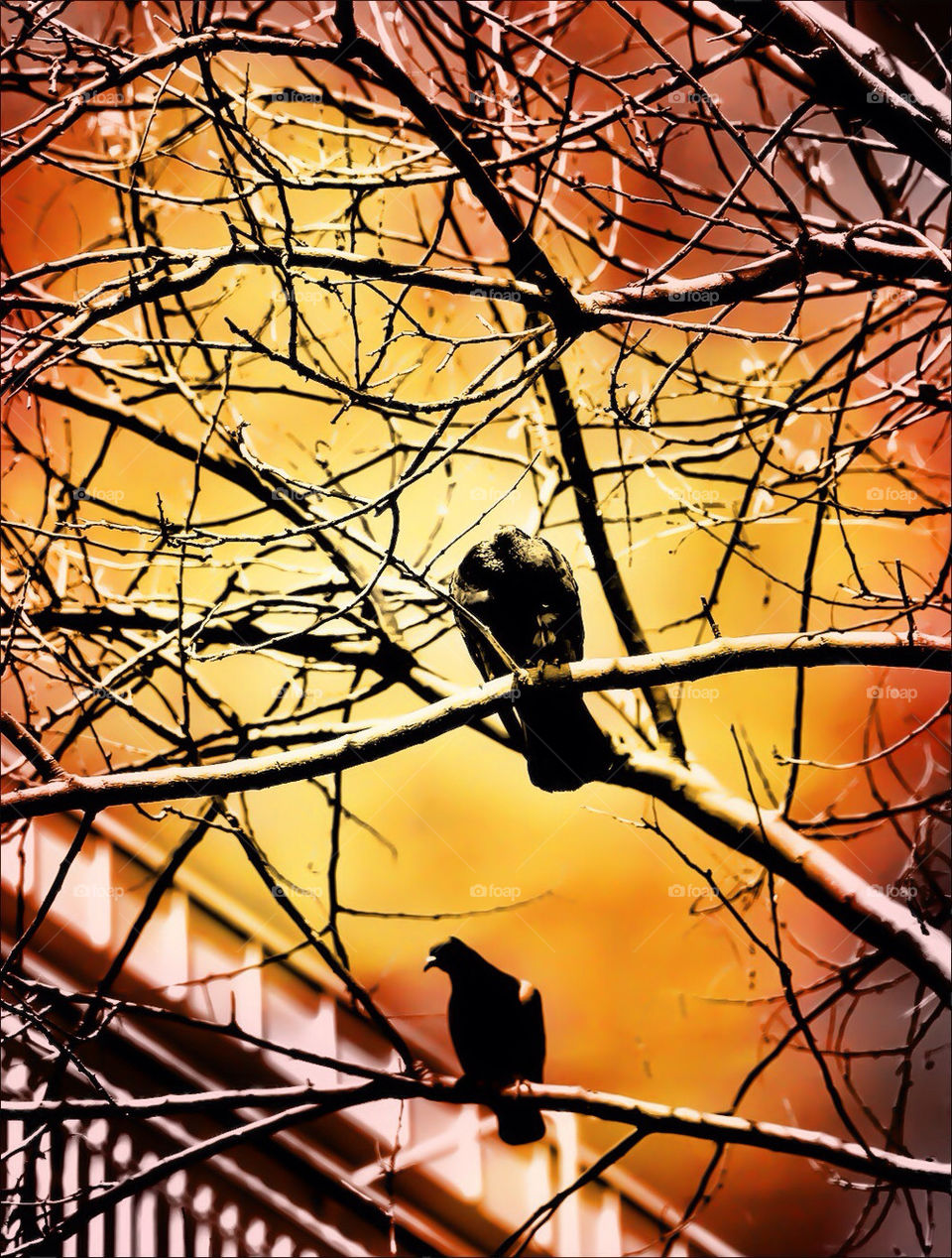 Birds in the branches