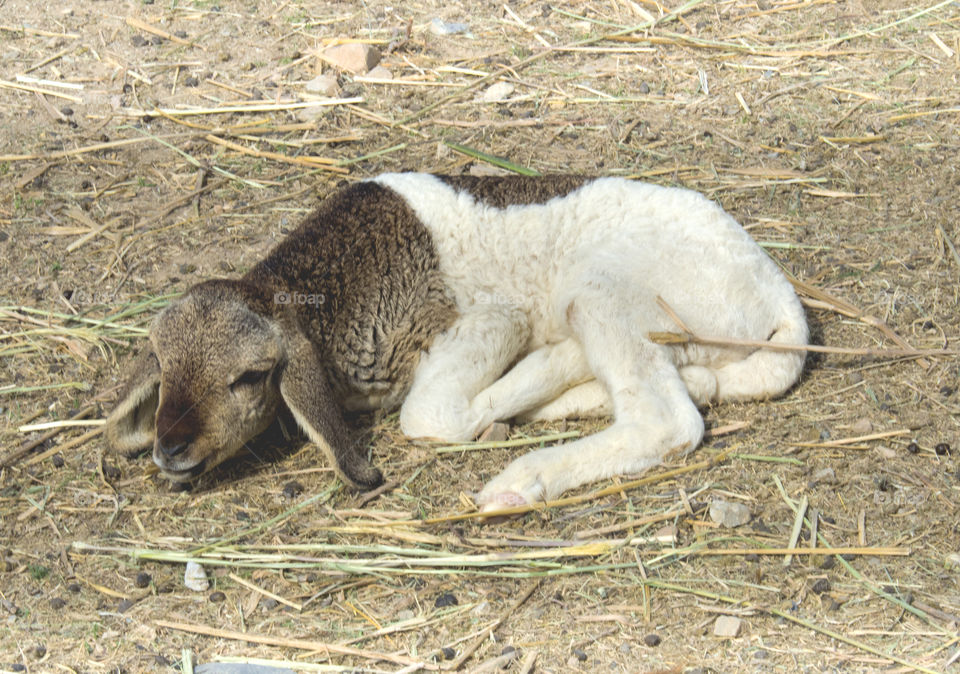 Close-up of a baby goat lying on field