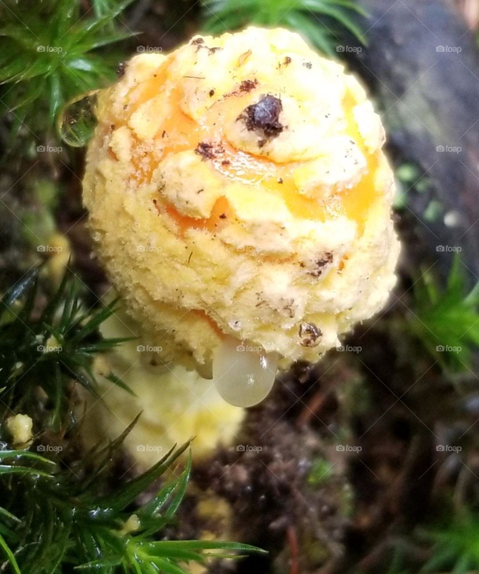 Oozing Fungus